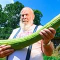large cucumber