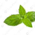 fresh mint leaves