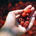 fresh raspberries